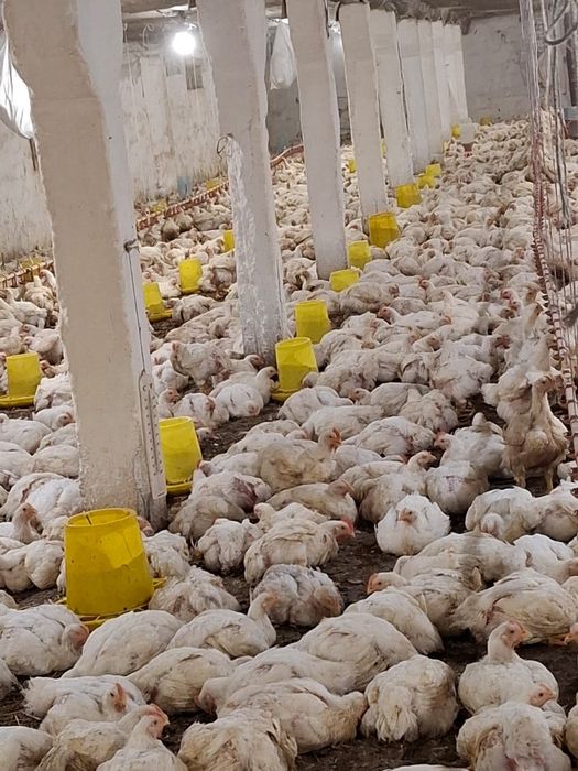 Продам  бройлер Кобб 500