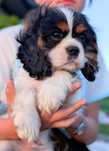 Cavalier King Charles Spaniel FCI ZKWP