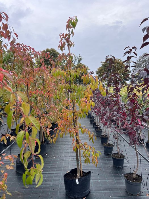 Wiśnia piłkowana Prunus serrulata ‚Kiku-Shidare-Zakura’ 6-8cm, 8-10cm