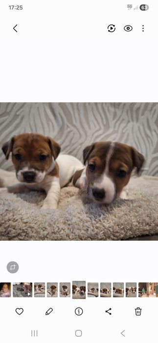 Jack Russell Terrier