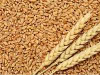 Продам зерно пшениці і ячменю