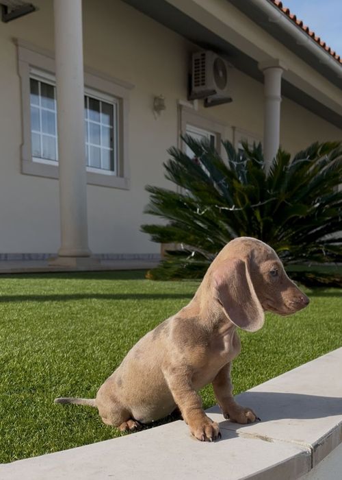 Arlequim isabella teckel fêmea