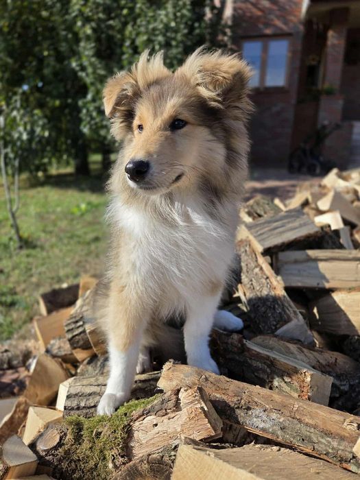 Gotowy do odbioru-Szczeniak Owczarek Szkocki Długowłosy Collie FCI