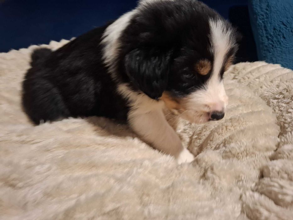 Border Collie Szczeniak black tri color