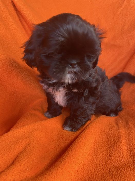 Dziewczynka shih tzu