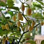 Sementes de habanero branco