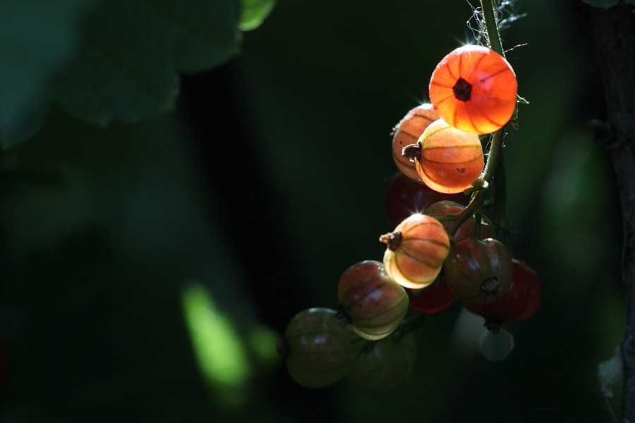 Объектив Tamron SP 90mm f/2.5 MC 52B | Macro \ Adaptall 2 \ Canon EOS