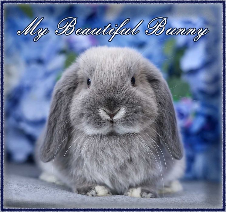 Młody Królik Mini Lop - Lilac Otter