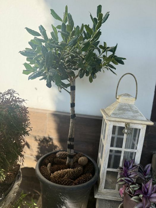 Падуб на штамбі, Кипарисовик Лейлянді