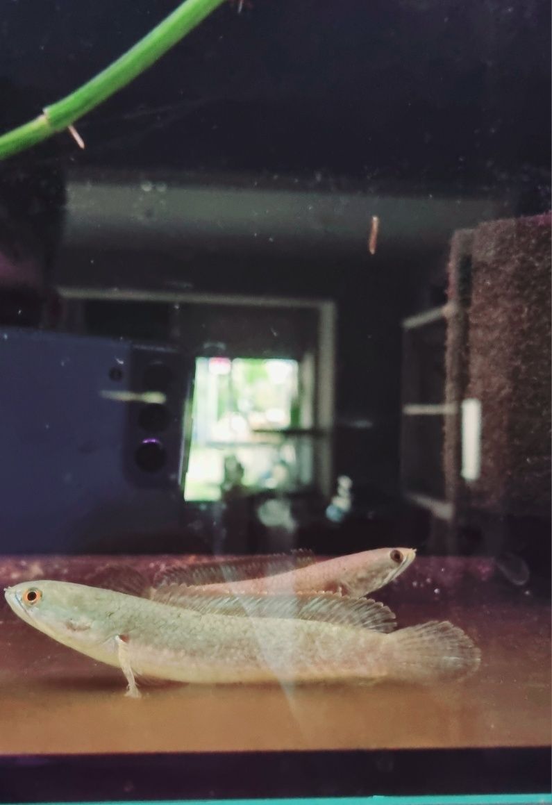 Channa limbata (channa kelaartii)