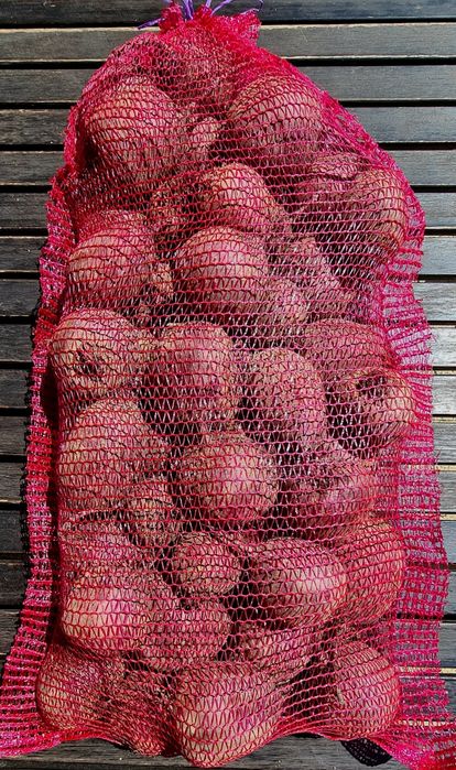 Buraki ćwikłowe 20kg bezpośrednio z gospodarstwa