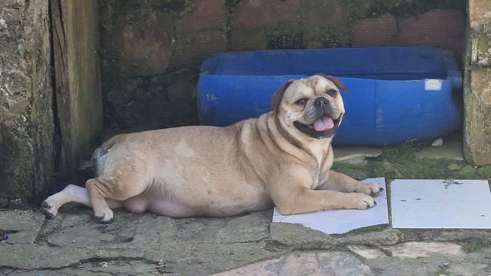 Bulldog francês Fêmea