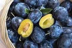 Śliwka -Drzewko owocowe