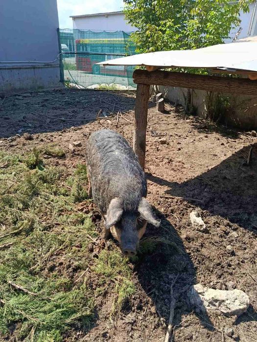 Продам кабанчика, свиню 90грн/кг