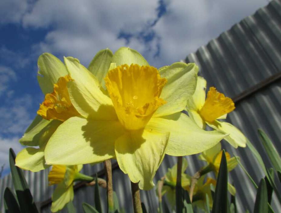 20+ шт!  Нарцисс. Нарцис. Цибулини нарцису. Луковицы нарцисса. Квіти.