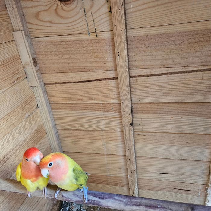 Agapone criado a mão