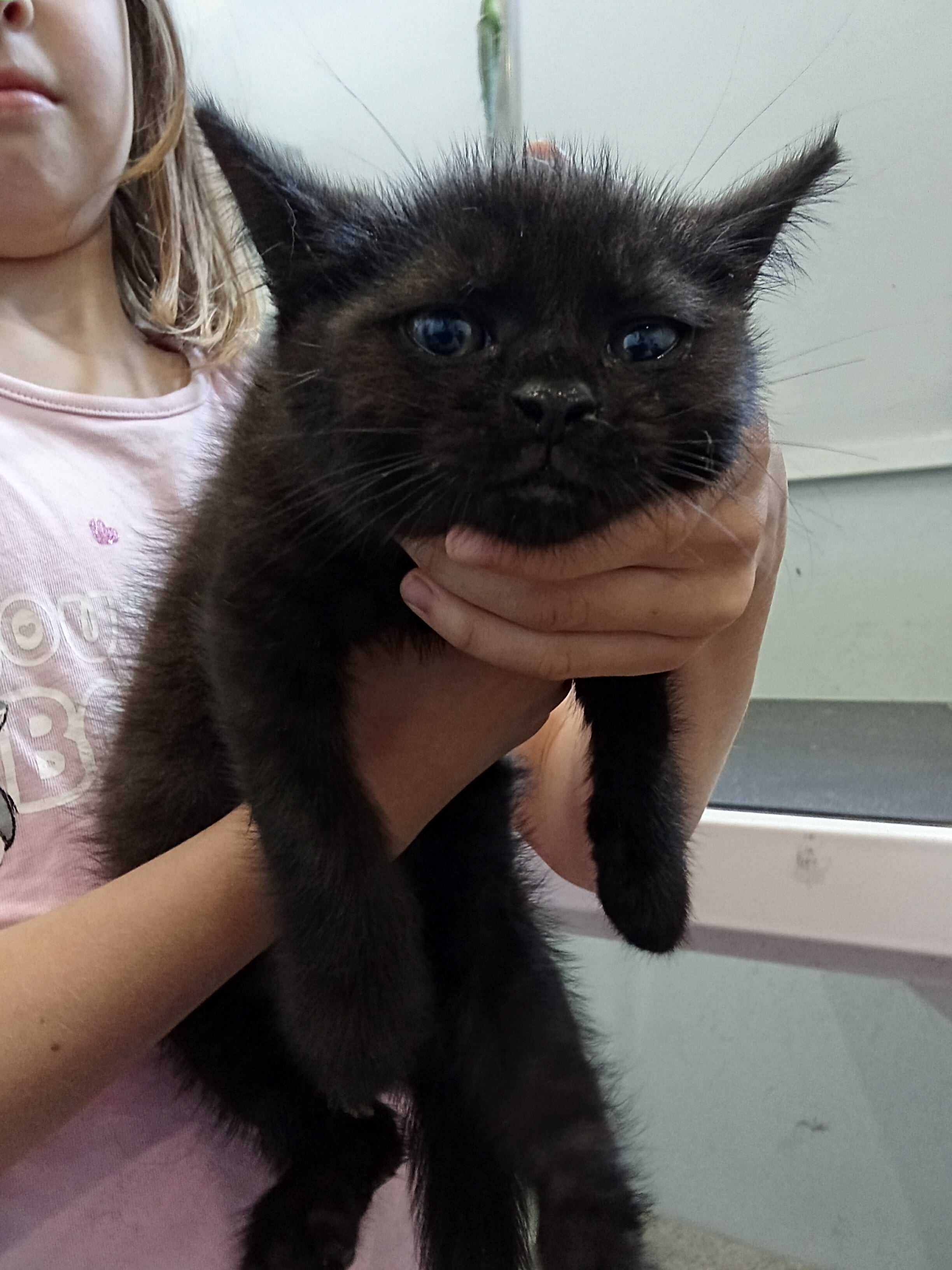 Mały czarny kociak chce mieć swoj domek adoptuj