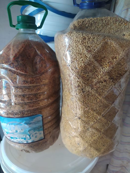 Пилок лікувальний