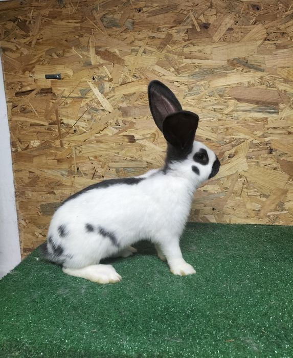 króliki olbrzym srokacz niebieski czarny rodowód