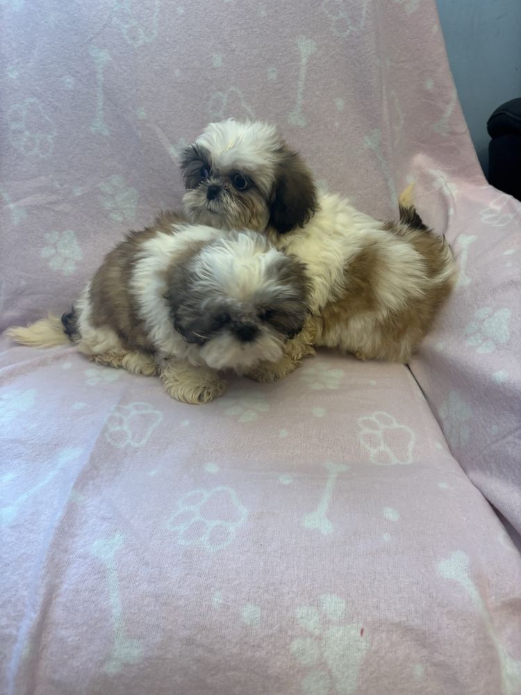 Shih tzu suczki do odbioru 3 miesiace