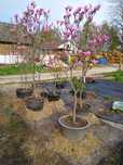 Różanecznik, azalia, rododendron, magnolie, magnolia