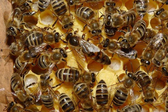 продам мирні бджоли