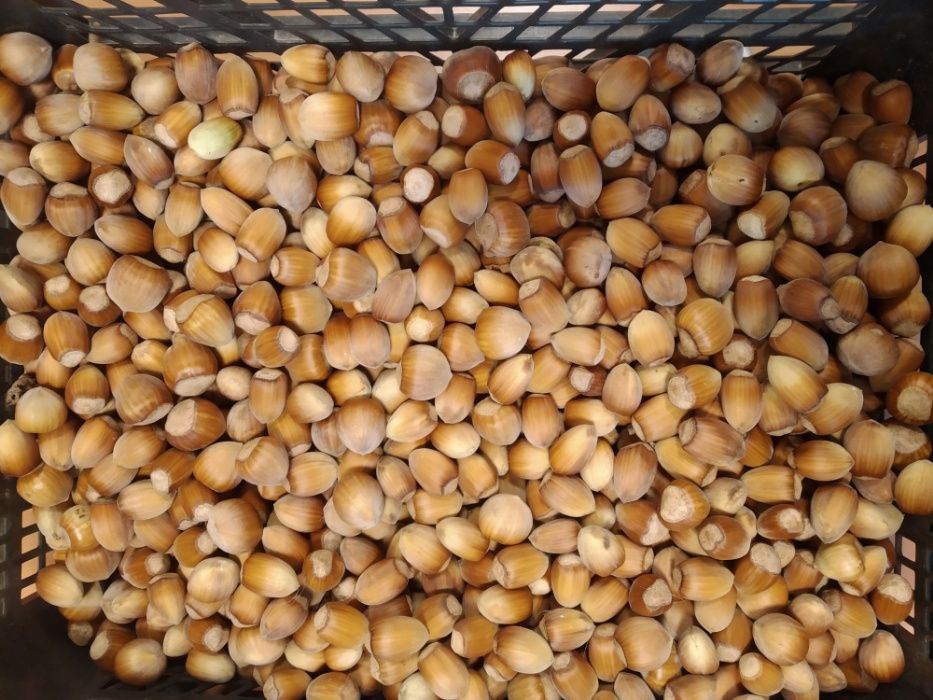Orzechy laskowe w łupinie POLSKIE własna plantacja 1kg 2024