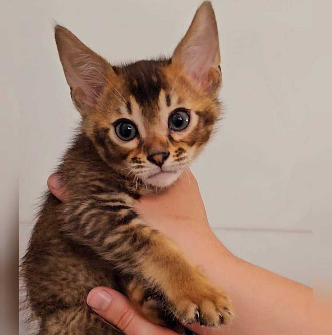 Кто хочет маленькую рысь? Котята чаузи! Готовы к переезду!