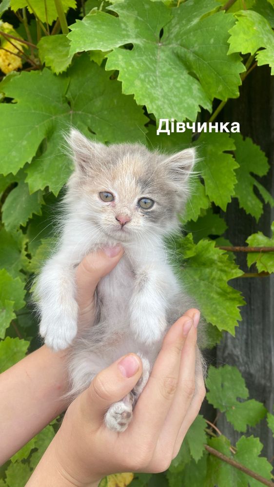 Віддам в добрі руки кошенят