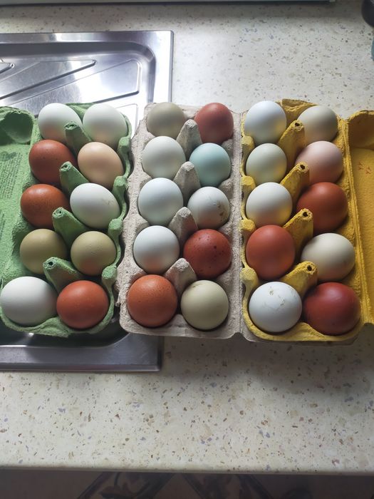 Jajka lęgowe od stada mieszanego