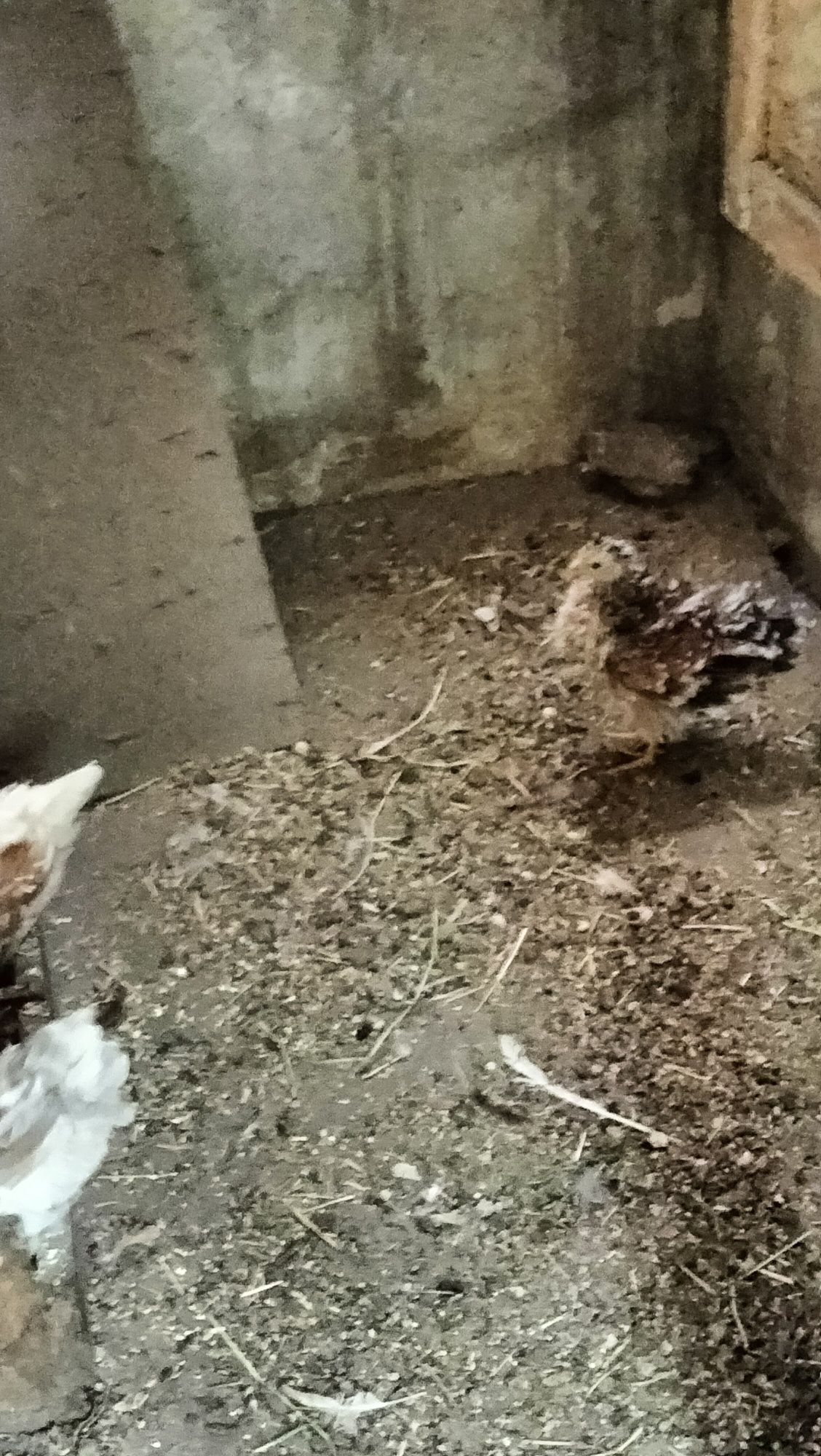 Peniscos/Coquichos com Três meses