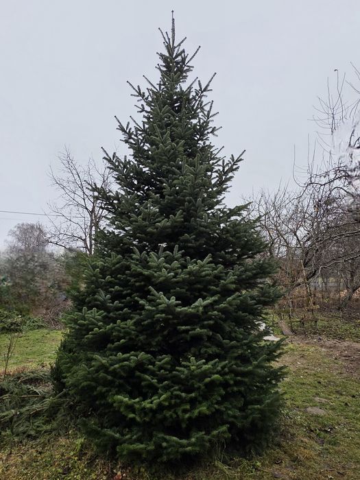 Ялинка жива (Ялиця)