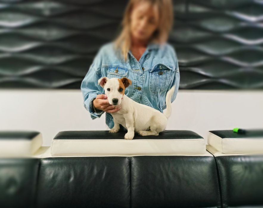 Jack Russell Terrier Filmy ze szczeniakami