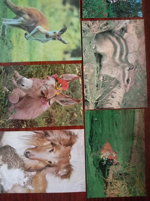 Открытки. Животные. СССР.