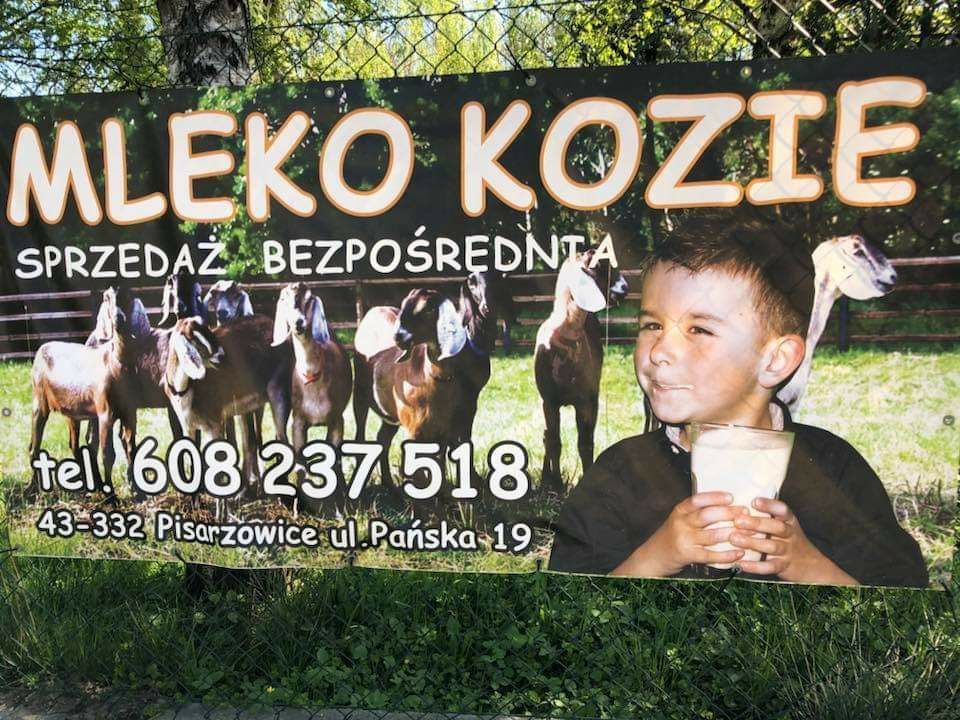 Świeże kozie mleko