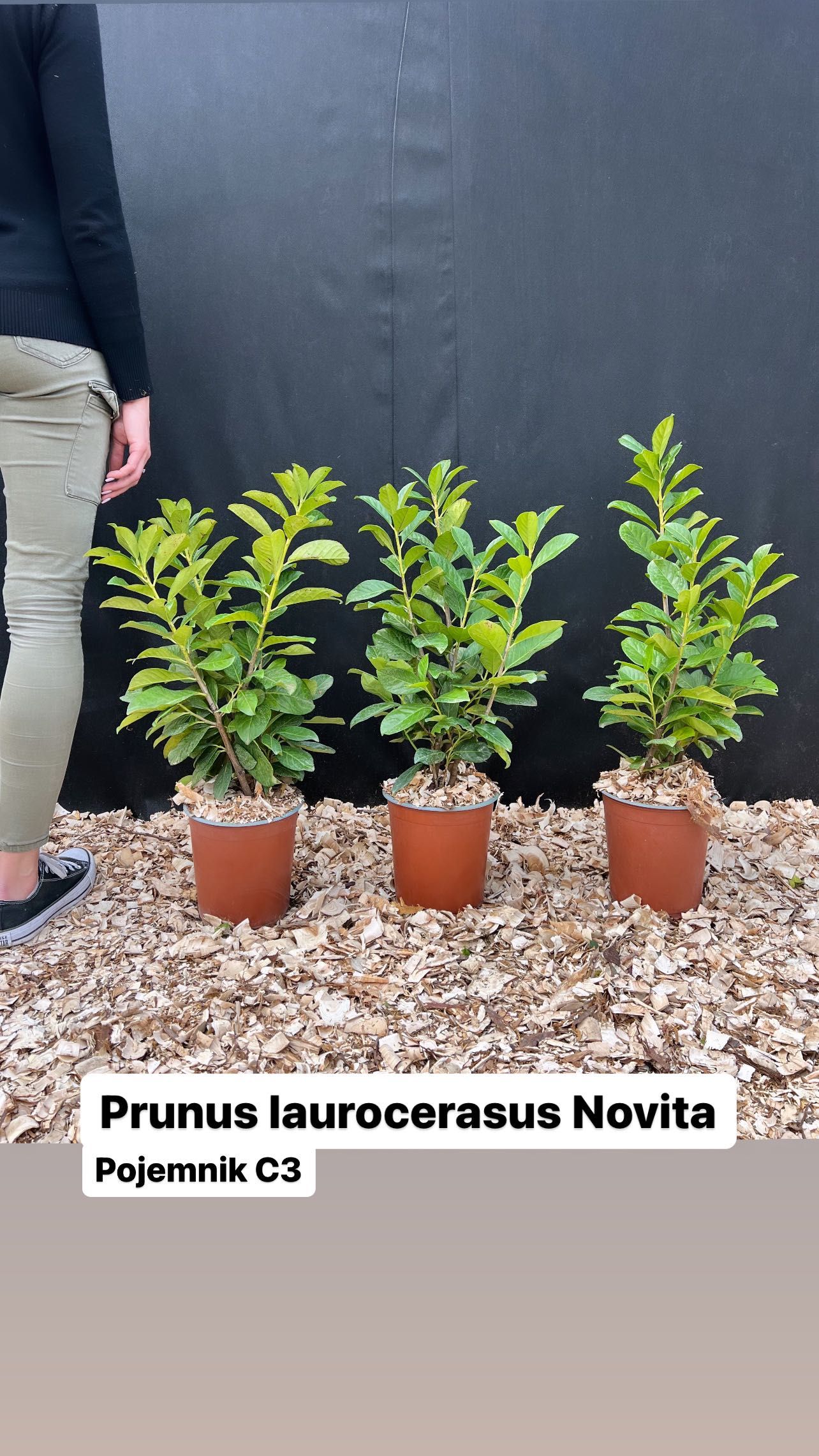 Laurowiśnia / Prunus laurocerasus - detal -sprzedaż również hurtowa!