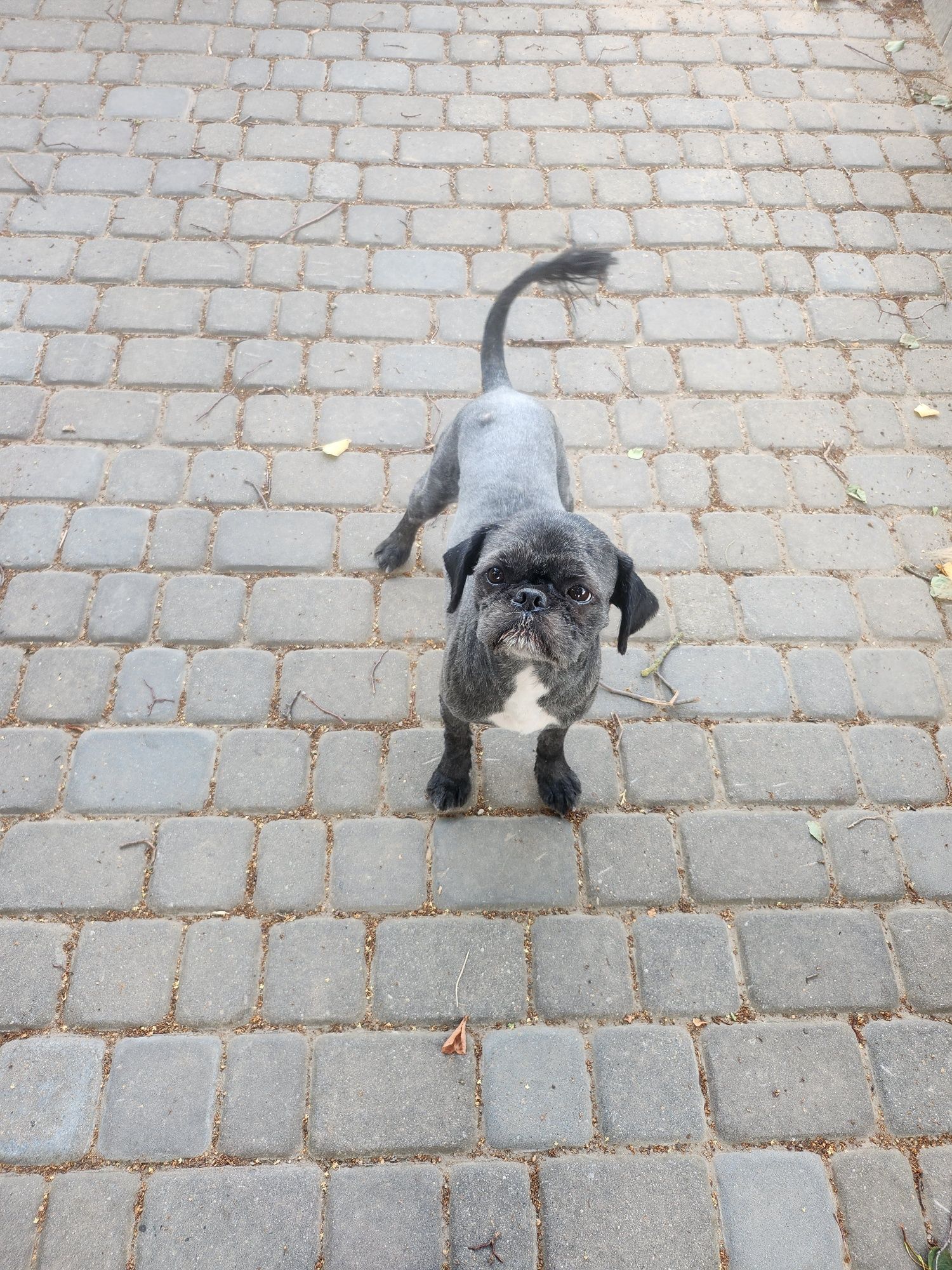 Bodzio najukochanszy piesek do adopcji.