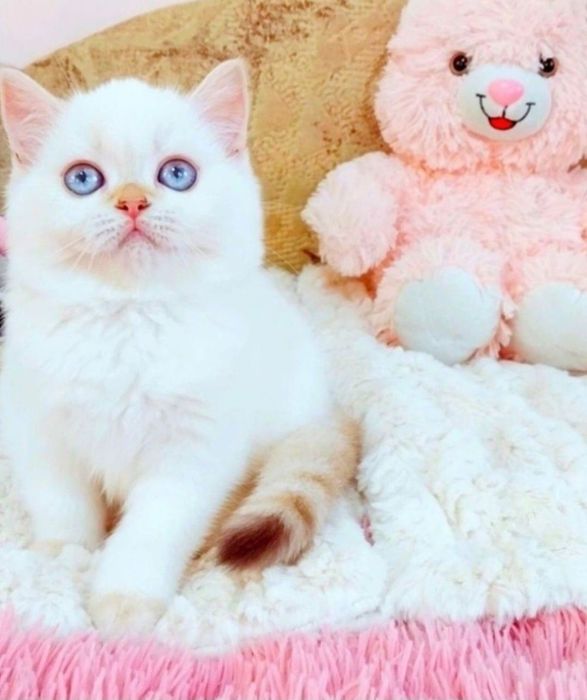 Золота шиншила поінт Дівчинка красунечка