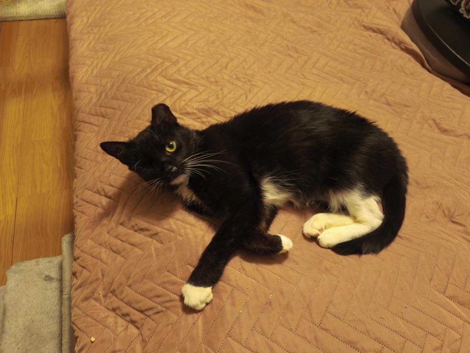 BENIA  - wojowniczka po przejściach szuka domku na zawsze!