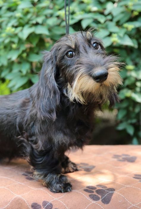 Мініатюрна жосткошерстна такса