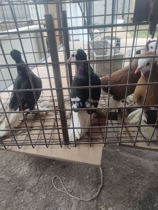 Gołębie ozdobne mnichy