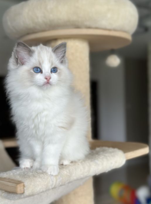 Piękna kotka ragdoll rodowód FPL