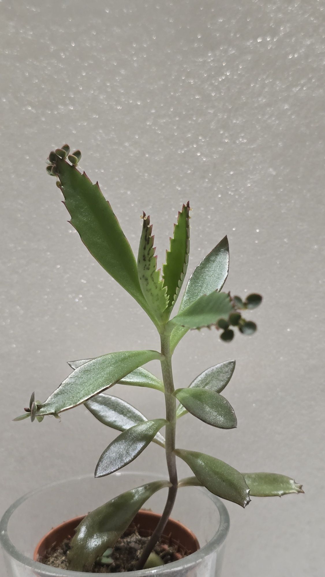 Żyworódka Kalanchoe daigremontiana sukulent