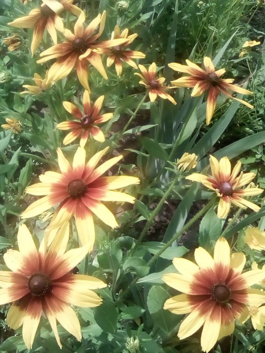 Квіти і лікарські трави саджанці і насіння .