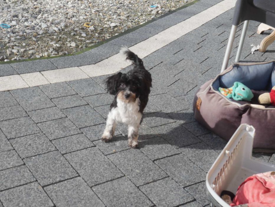 Maltipoo Urocza odchowana sunia