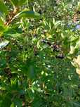 Aronia ekologiczna