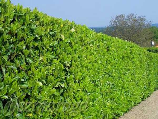 Laurowiśnia wschodnia ‘Novita’  na żywopłoty, rotundifolia, caucasica