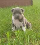 American staffordshire terrier Amstaff