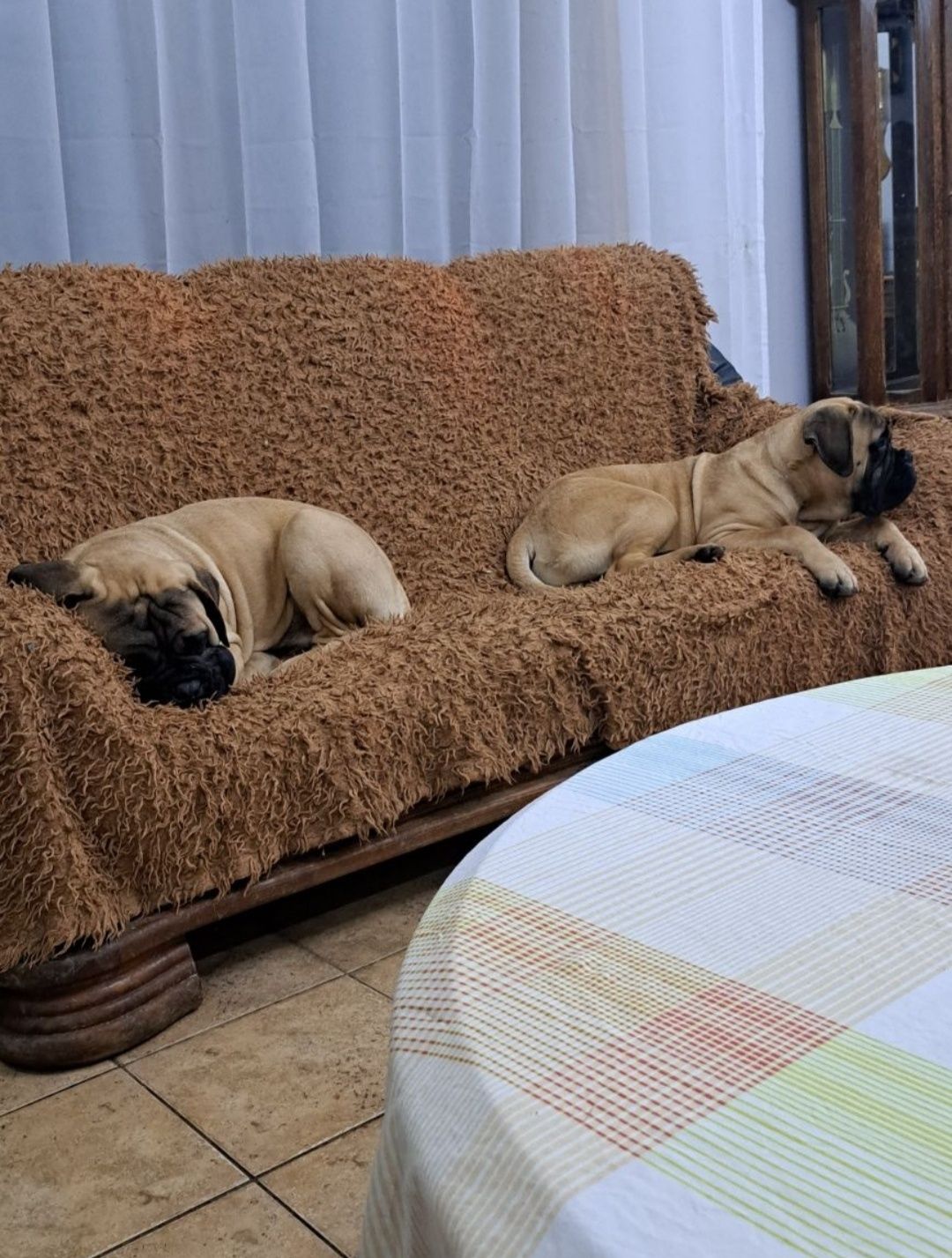 Bullmastiff - zapowiedź szczeniąt