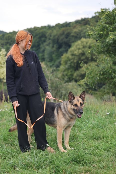 Owczarek niemiecki szuka domu